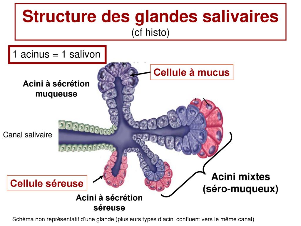 Physiologie De La Salivation Ppt T L Charger